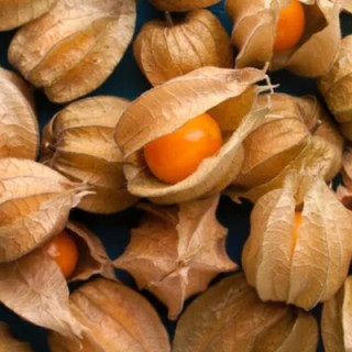 Physalis Pubescens Goldie - Kokopelli