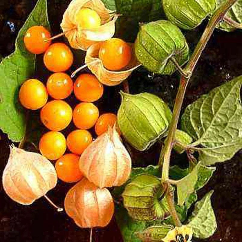 Physalis Peruviana Coqueret du Pérou - Kokopelli Physalis Peruviana Coqueret du Pérou - Kokopelli
