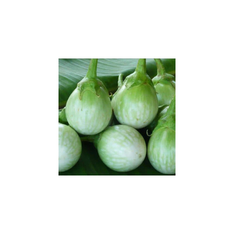 Aubergine Thai Round Green - Kokopelli Aubergine Thai Round Green - Kokopelli