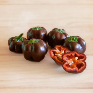 Poivron Chocolat/De Mi-Saison Miniature Chocolate Bell - Kokopelli