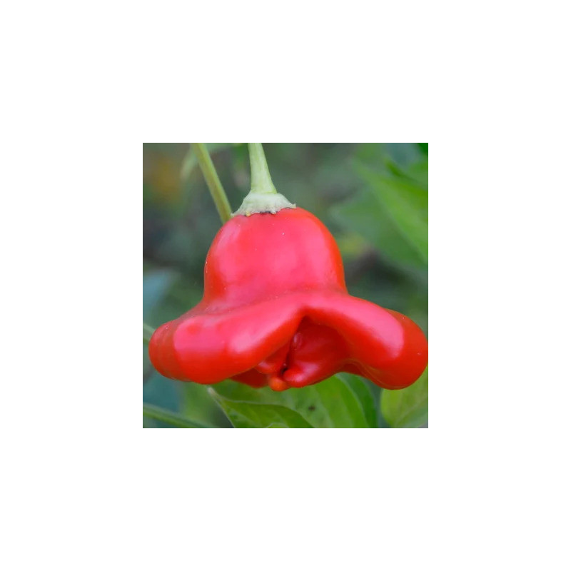 Piment Peu Fort Rouge/De Mi-Saison Bonnet d’Évêque - Kokopelli Piment Peu Fort Rouge/De Mi-Saison Bonnet d’Évêque - Kokopelli