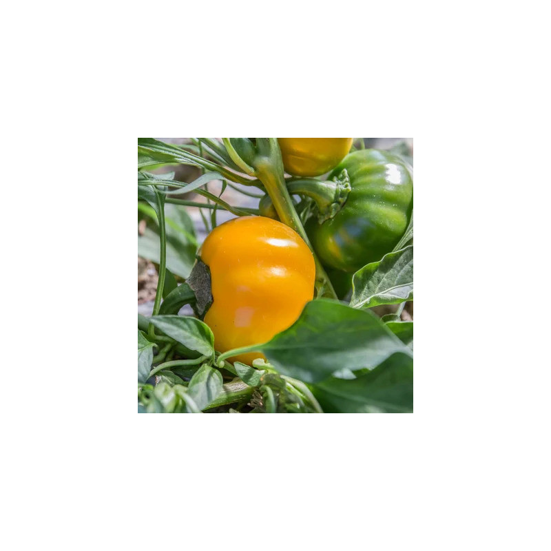 Piment Doux / Poivron Jaune Rouge/Précoce De Capriglio - Kokopelli Piment Doux / Poivron Jaune Rouge/Précoce De Capriglio - Kokopelli