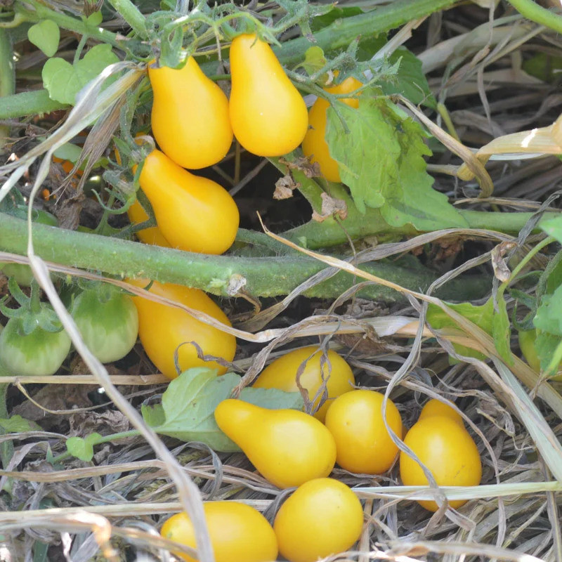 Tomate-Cerise Jaune Mi-Saison Beams Yellow Pear - Kokopelli Tomate-Cerise Jaune Mi-Saison Beams Yellow Pear - Kokopelli