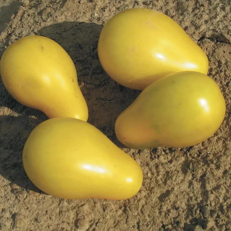 Tomate-Cerise Jaune Mi-Saison Beams Yellow Pear - Kokopelli Tomate-Cerise Jaune Mi-Saison Beams Yellow Pear - Kokopelli