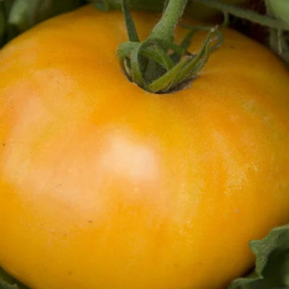 Tomate Orange Tardive Amana Orange - Kokopelli