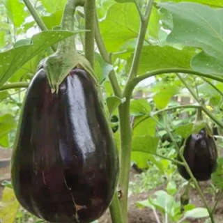 Aubergine Imperial Black Beauty - Kokopelli