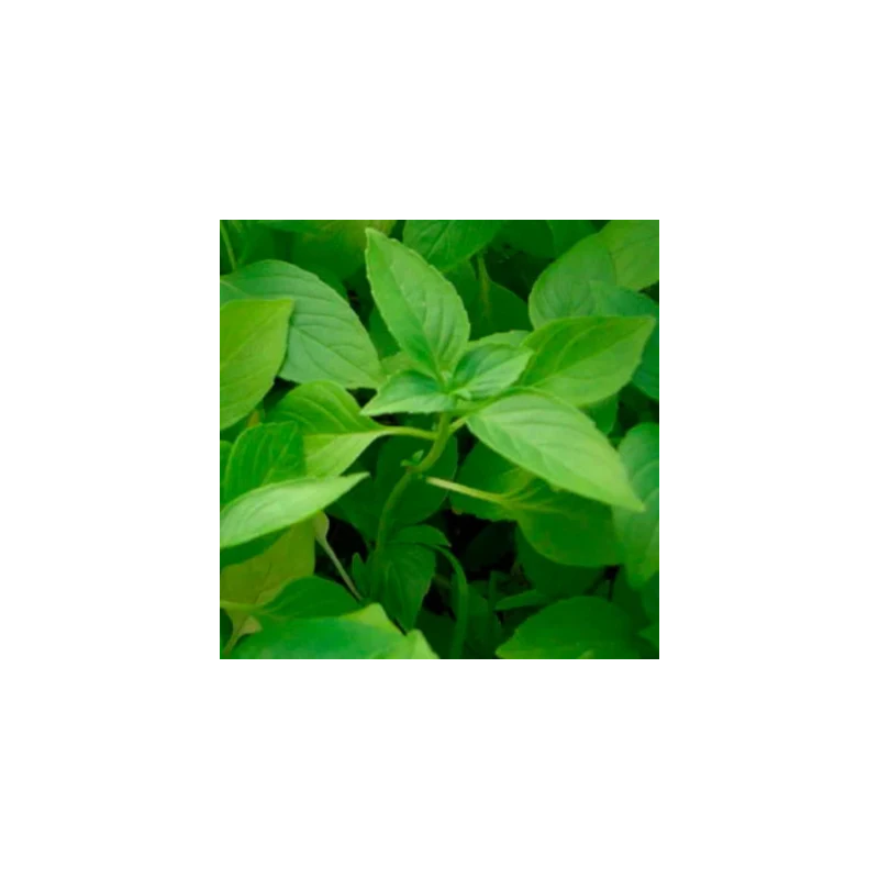 Basilic Citron à Petites Feuilles - Kokopelli Basilic Citron à Petites Feuilles - Kokopelli