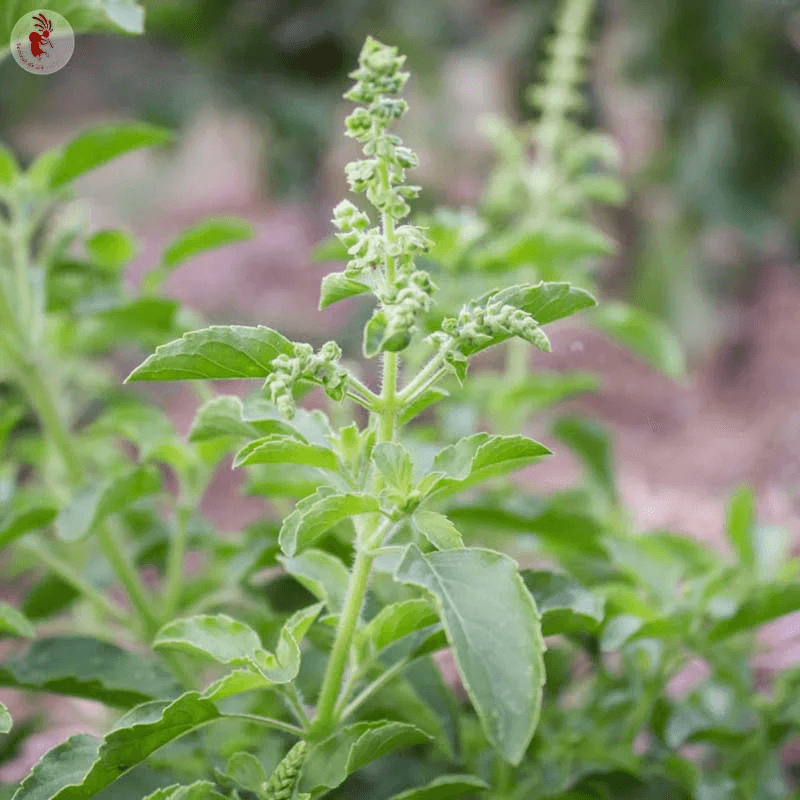Basilic Tulsi Verte de Thailande - Kokopelli Basilic Tulsi Verte de Thailande - Kokopelli