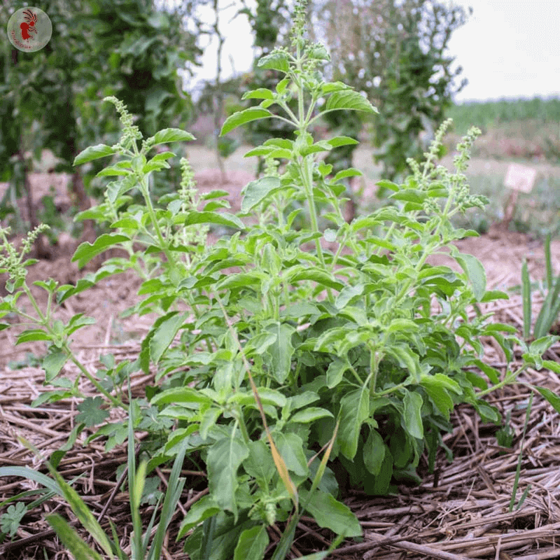 Basilic Tulsi Verte de Thailande - Kokopelli Basilic Tulsi Verte de Thailande - Kokopelli