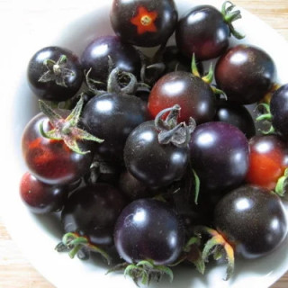 Tomate-Cerise Indigo Mi-Saison Helsing Junction Blues - Kokopelli