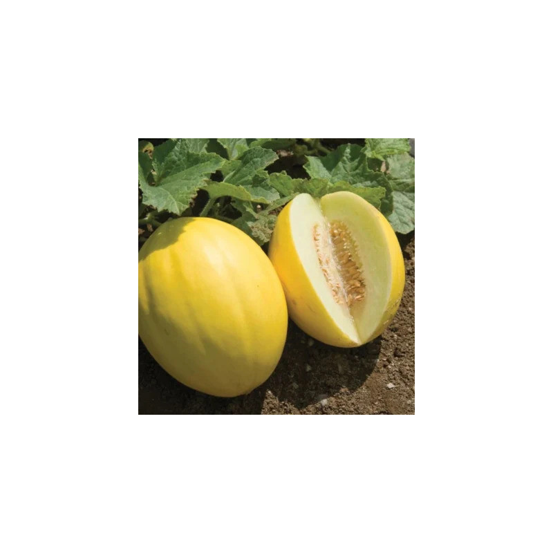 Melon Jaune des Canaries Melon Jaune des Canaries