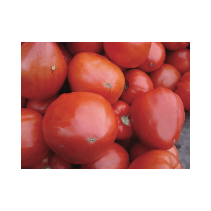Tomate Rouge Mi-Saison Cœur de Bœuf Géant / Reif Red Tomate Rouge Mi-Saison Cœur de Bœuf Géant / Reif Red