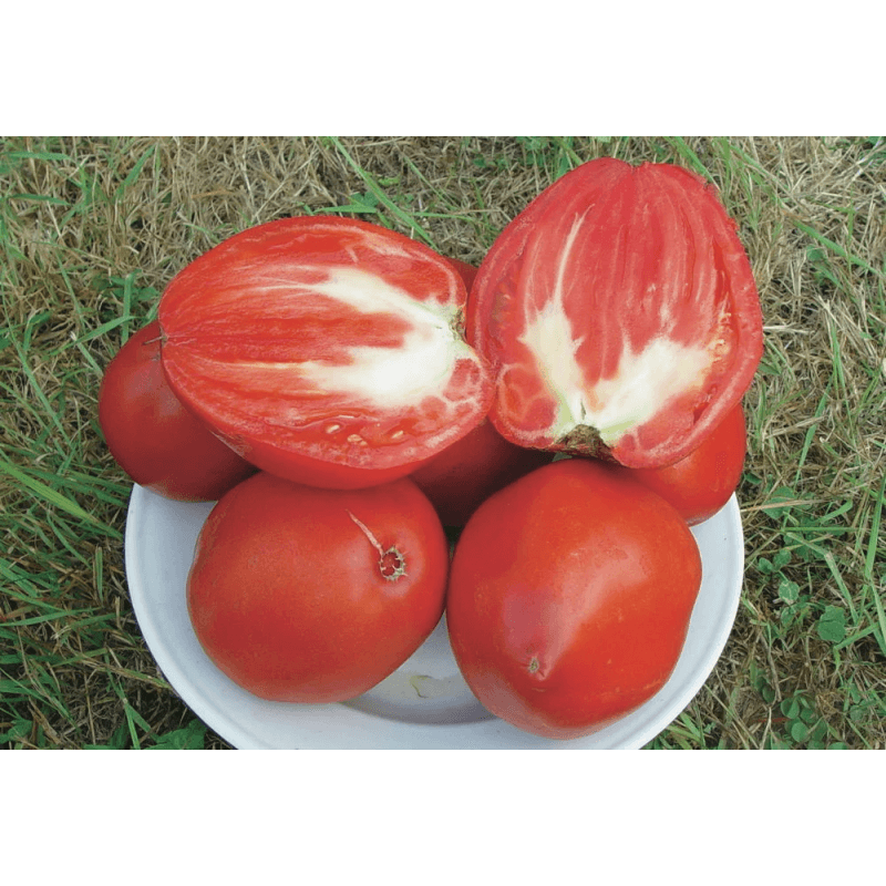 Tomate Rouge Mi-Saison Cœur de Bœuf Géant / Reif Red Tomate Rouge Mi-Saison Cœur de Bœuf Géant / Reif Red
