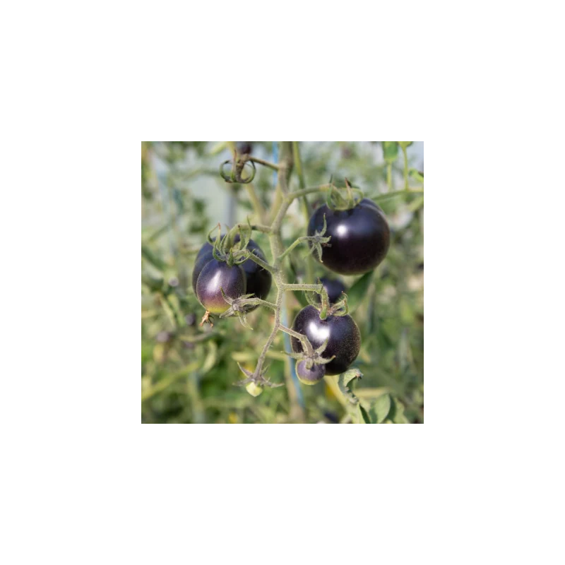 Tomate Indigo Mi-Saison Bosque Blue Tomate Indigo Mi-Saison Bosque Blue
