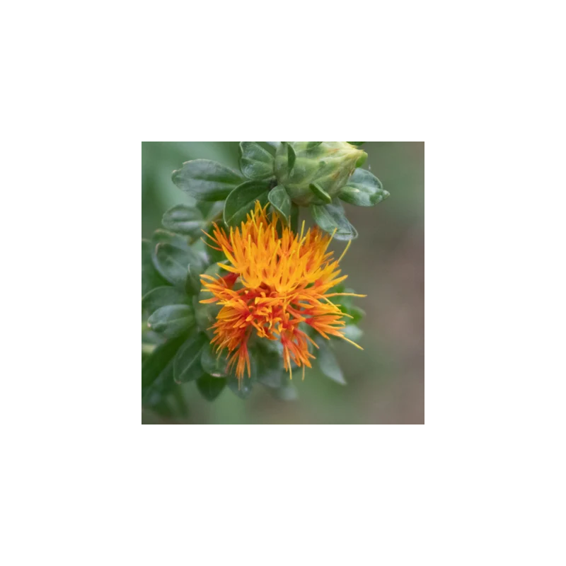 Carthame Orange Grenade Carthame Orange Grenade