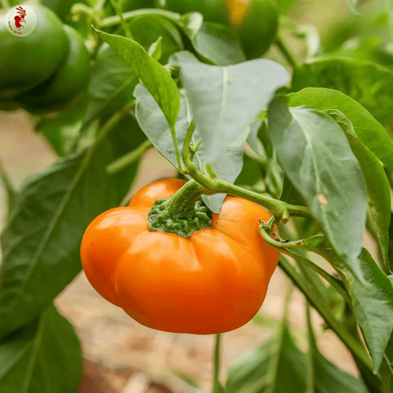 Piment Doux / Poivron Orange/Précoce Doe Hill Golden Bell Piment Doux / Poivron Orange/Précoce Doe Hill Golden Bell