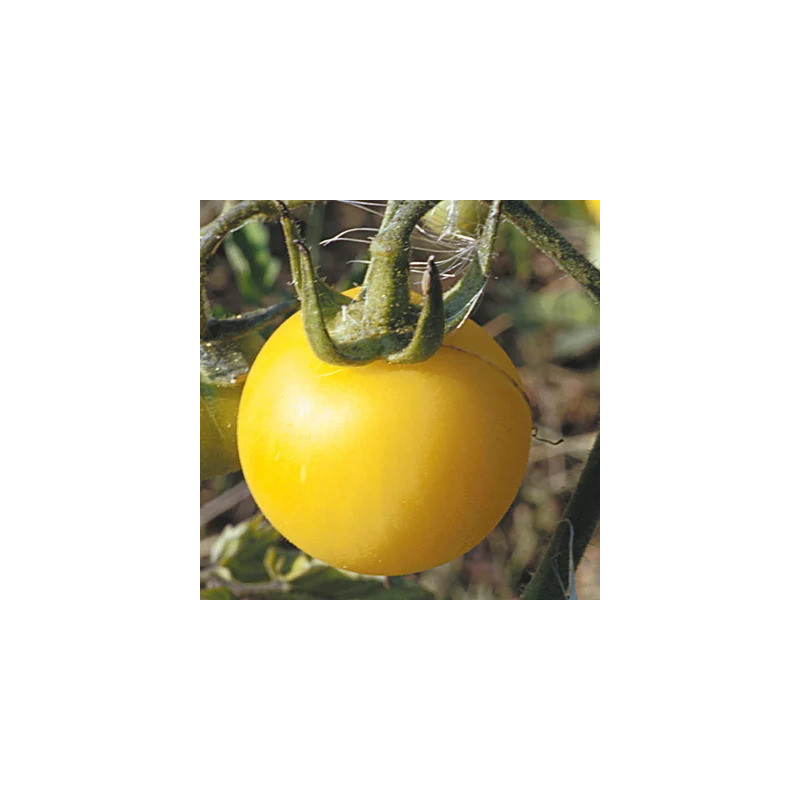 Tomate Blanche Mi-Saison Pêche Blanche Tomate Blanche Mi-Saison Pêche Blanche
