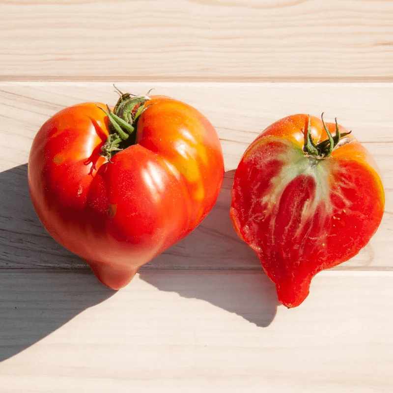 Tomate Rouge Mi-Saison Têton de Vénus Tomate Rouge Mi-Saison Têton de Vénus
