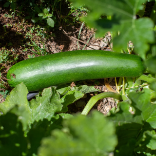 Courgette Dark Star - Allongée - Kokopelli