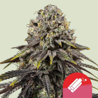 Dynamite Diesel - Féminisée - Royal Queen Seeds