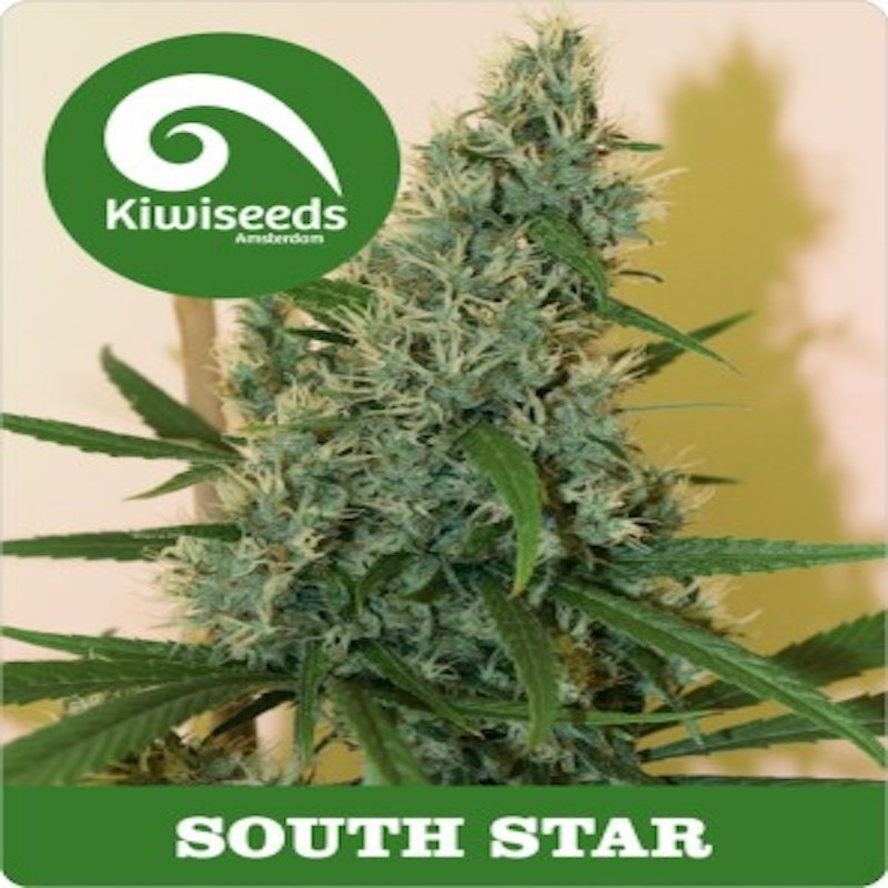 South star kiwi seeds - régulières South star kiwi seeds - régulières