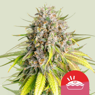 Punch Pie - Féminisée - Royal Queen Seeds