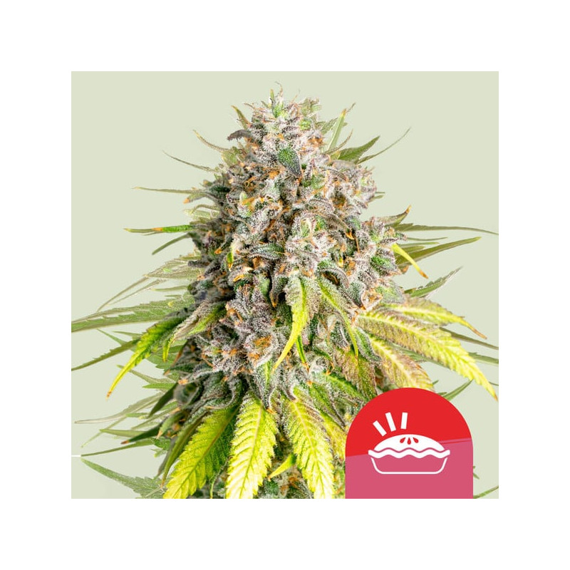 Punch Pie - Féminisée - Royal Queen Seeds Punch Pie - Féminisée - Royal Queen Seeds