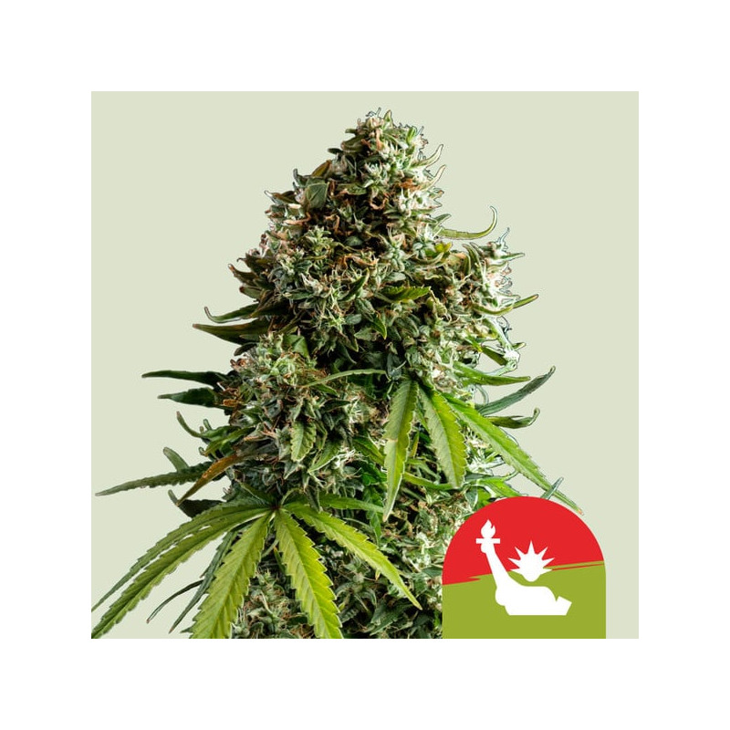 Gelato 44 - Automatic - Royal Queen Seeds Gelato 44 - Automatic - Royal Queen Seeds
