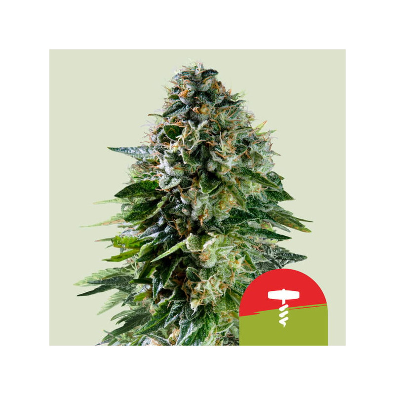 Corkscrew Auto - Automatic - Royal Queen Seeds Corkscrew Auto - Automatic - Royal Queen Seeds