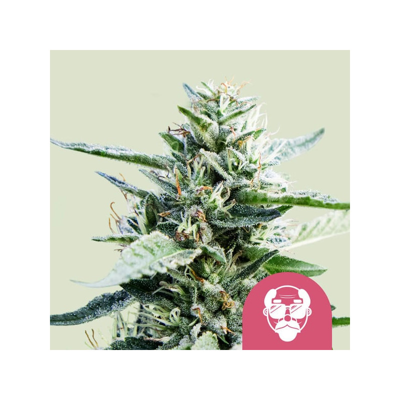 Granddaddy Purple - Féminisée - Royal Queen Seeds Granddaddy Purple - Féminisée - Royal Queen Seeds