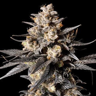 Apple Bananas - Féminisée - 00 Seeds Bank | ROOTS-SEEDS.FR