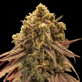Gelato Mint - Autofloraison  - 00 Seeds Bank | ROOTS-SEEDS.FR