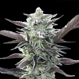 Oreoz - Féminisée - 00 Seeds Bank | ROOTS-SEEDS.FR