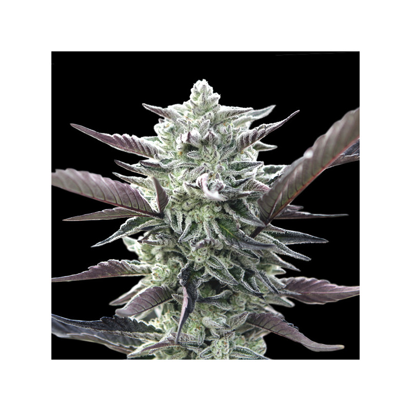 Oreoz - Féminisée - 00 Seeds Bank | ROOTS-SEEDS.FR