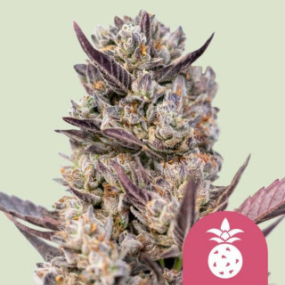 Tropicana Cookies Purple - Féminisée - Royal Queen Seeds | ROOTS-SEEDS.FR