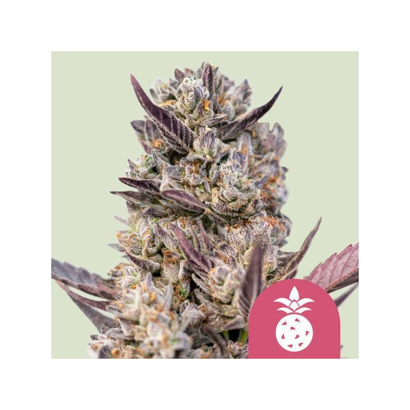 Tropicana Cookies Purple - Féminisée - Royal Queen Seeds | ROOTS-SEEDS.FR