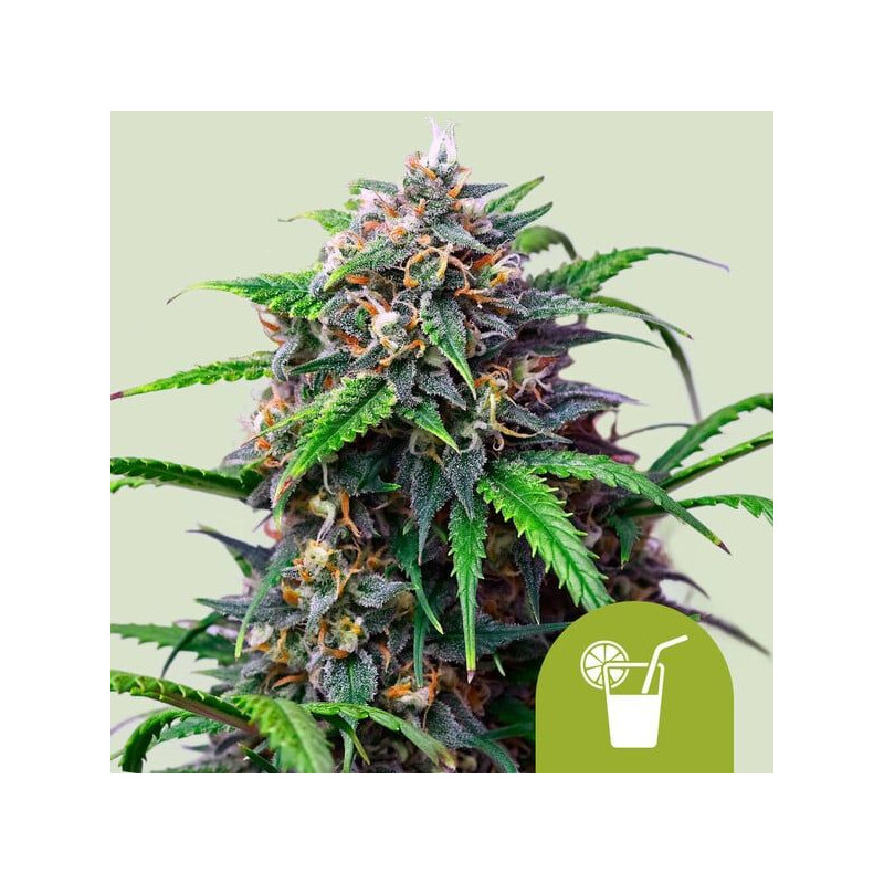 Purple Lemonade - Automatic - Royal Queen Seeds Purple Lemonade - Automatic - Royal Queen Seeds