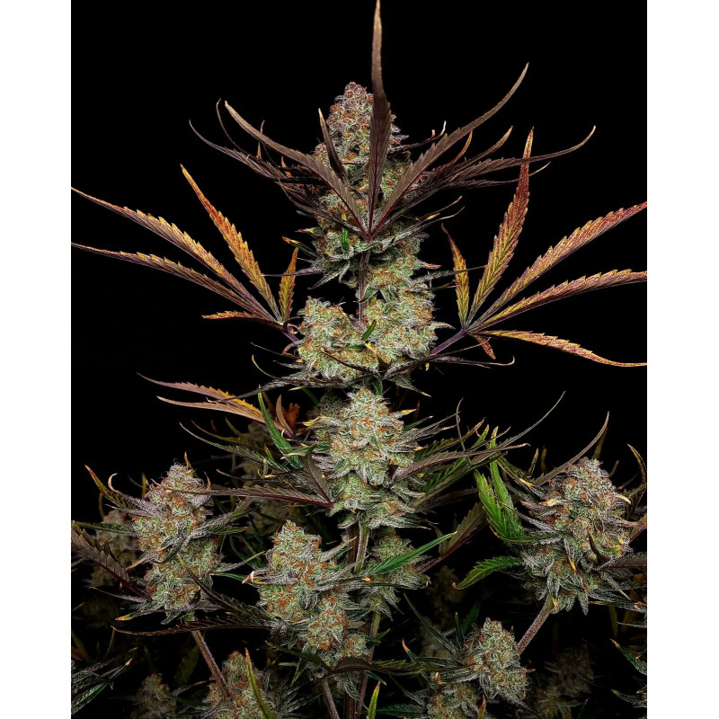 Apple Strudel Auto - FastBuds Apple Strudel Auto - FastBuds