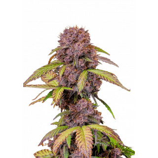 Lemon Cherry Cookies - Autofloraison - FastBuds