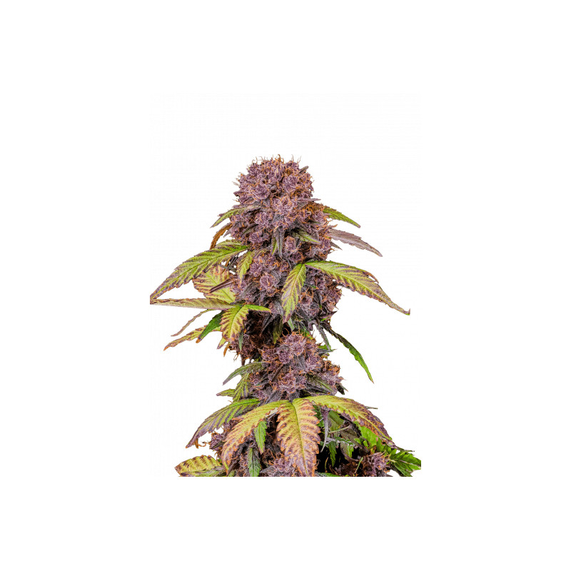 Lemon Cherry Cookies Auto - FastBuds Lemon Cherry Cookies Auto - FastBuds