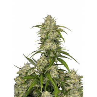 Sour Jealousy - Autofloraison - FastBuds
