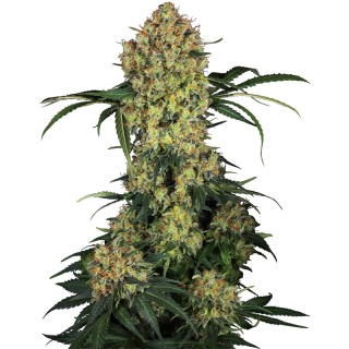 Aloha OG - Féminisée - Sensi Seeds Research