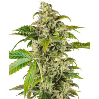 Sweet & Sour Cream - AUTO - Sensi Seeds Research