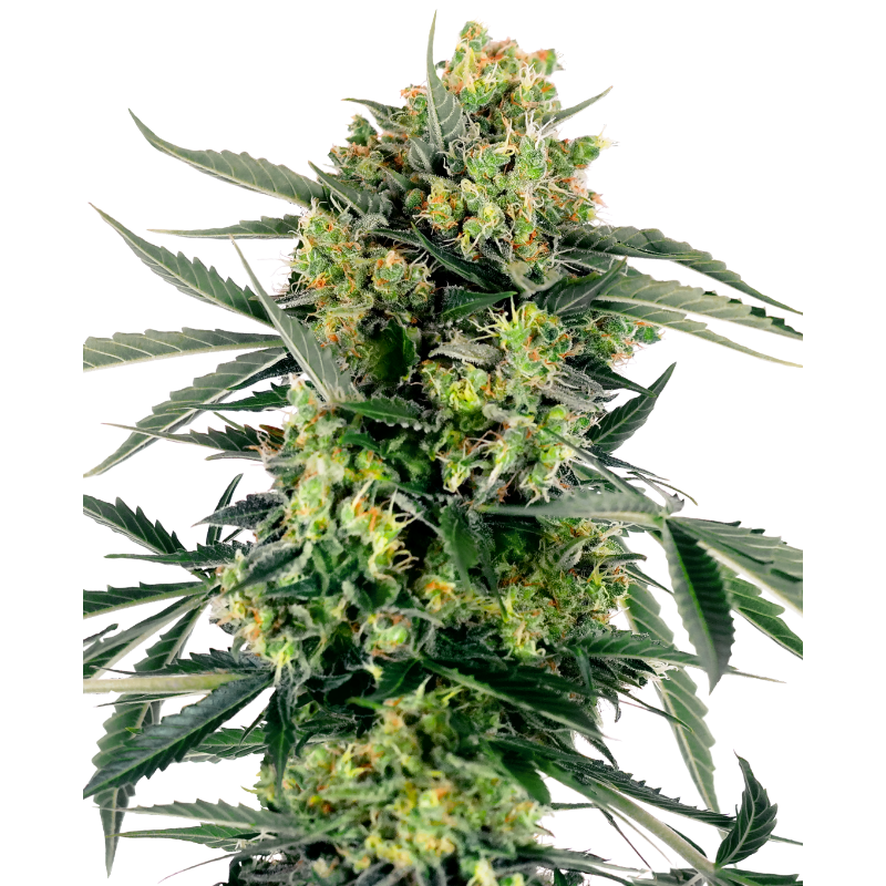 Blueberry Zkittlez - Autofloraison - Sensi Seeds