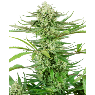 Cashew Kush - Féminisée - Sensi Seeds Research