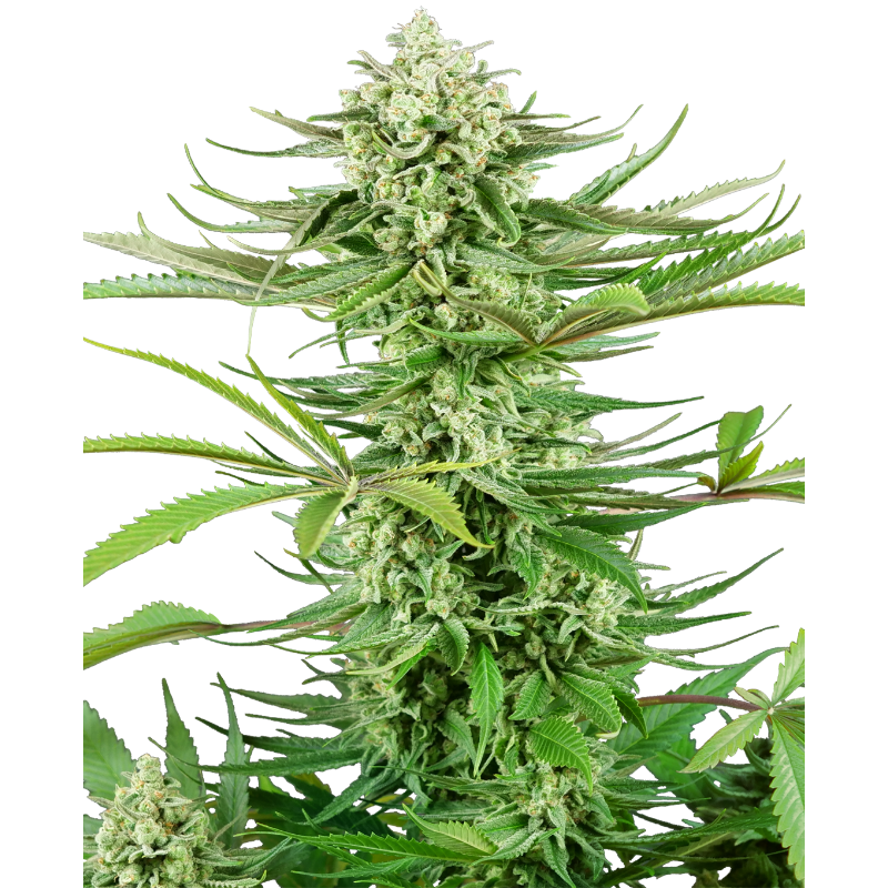 Cashew Kush - Féminisée - Sensi Seeds Research