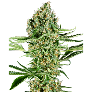 Critical Runtz - Féminisée - Sensi Seeds Research
