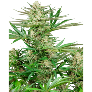 Malibu OG Gold - Féminisée - Sensi Seeds Research