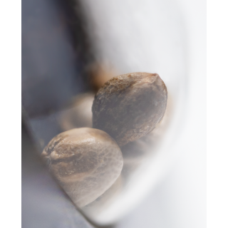 Malibu OG Gold - Féminisée - Sensi Seeds Research