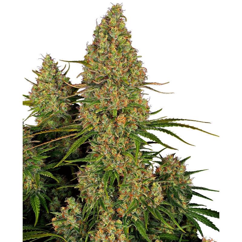 Sticky Orange XXL - Autofloraison - Sensi Seeds Research